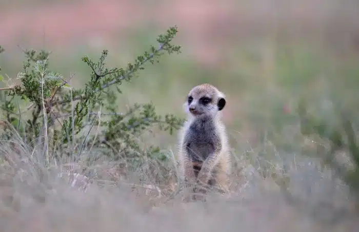Cedarberg_Africa_Kgalagadi-meerkat