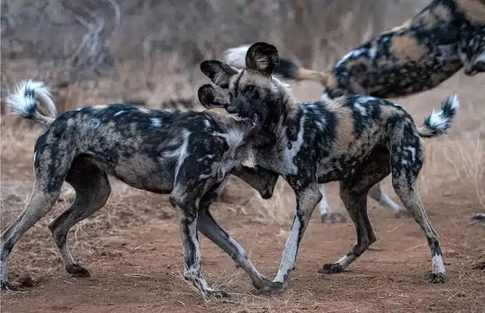 Best place to see wild dogs in Africa - wild dogs at play