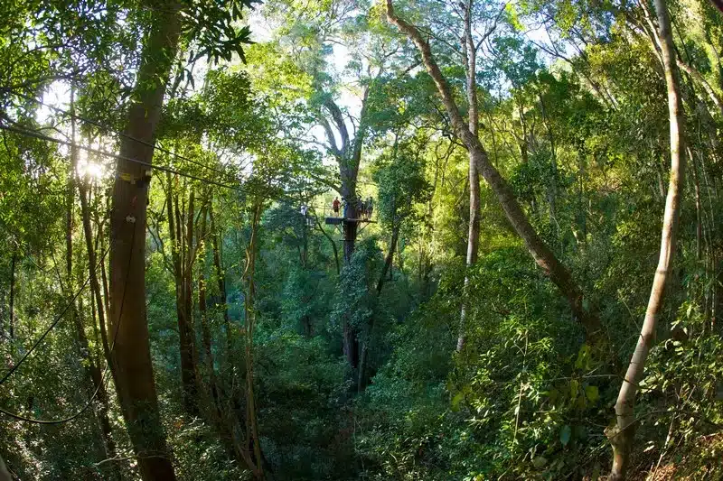Tsitsikamma Forest
