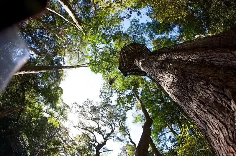 Tsitsikamma Forest Treetop Canopy Tour 
