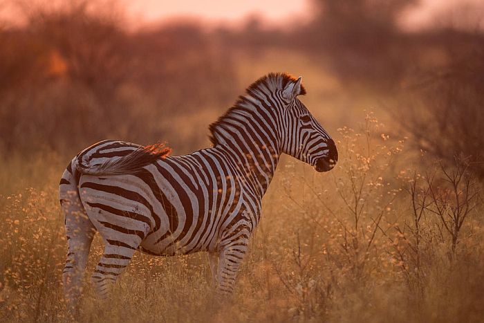 Zebra in the Central Kalahari