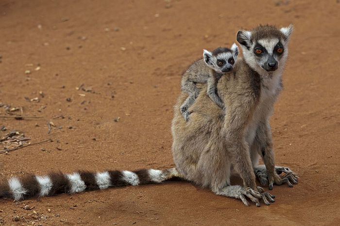 Ring-tailed lemur safaris in dry spiny forest of Madagascar