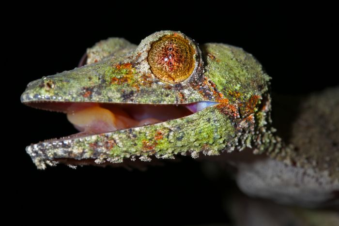 Giant leaf-tailed gecko in Ranomafana