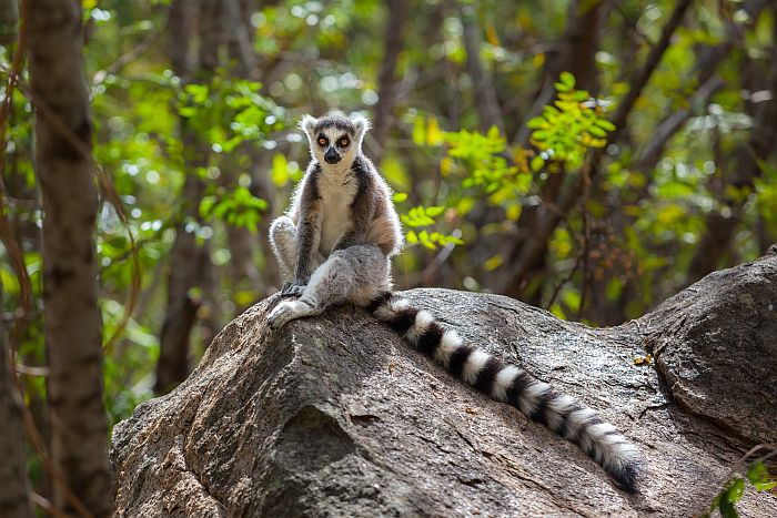 Ring tailed lemur safari in Ranomafana