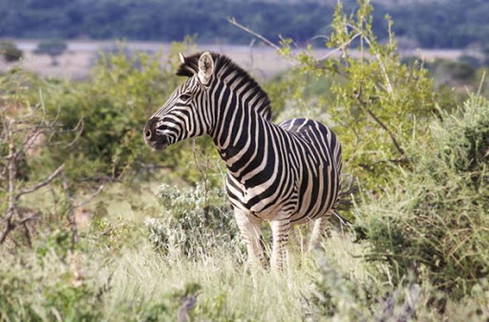 Zebra in Mapungubwe National Park