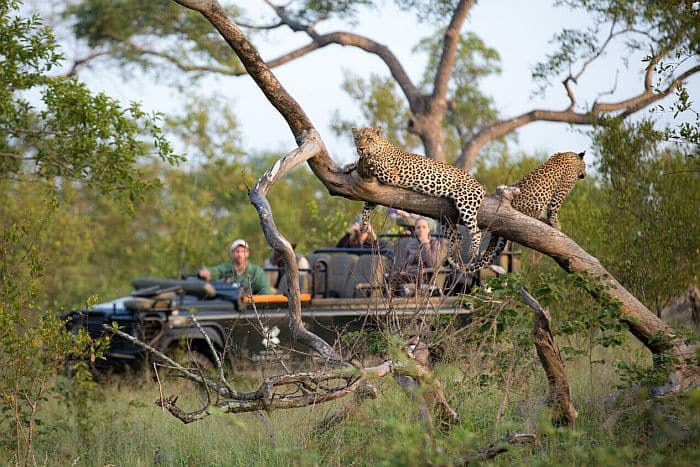 Sabi Sands safari - leopard in a tree