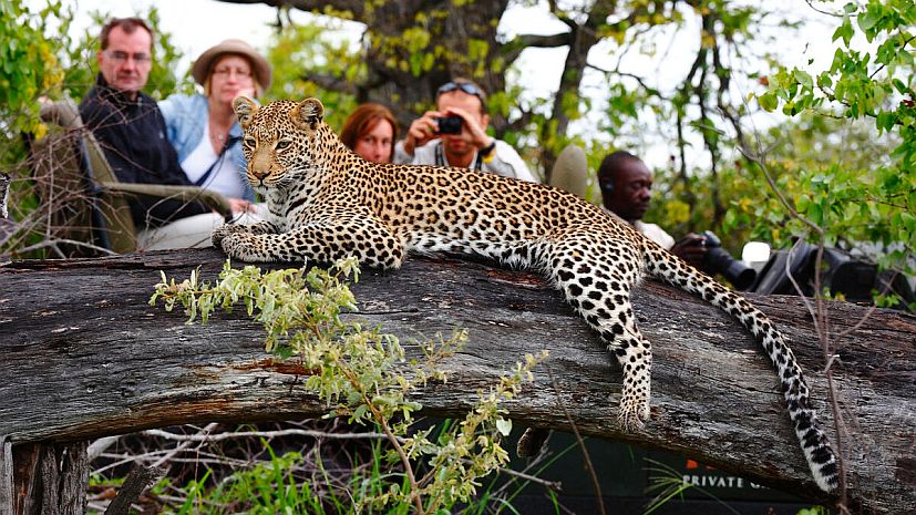 Safari in the Timbavati - Leopard spotted on a game drive (motswari)