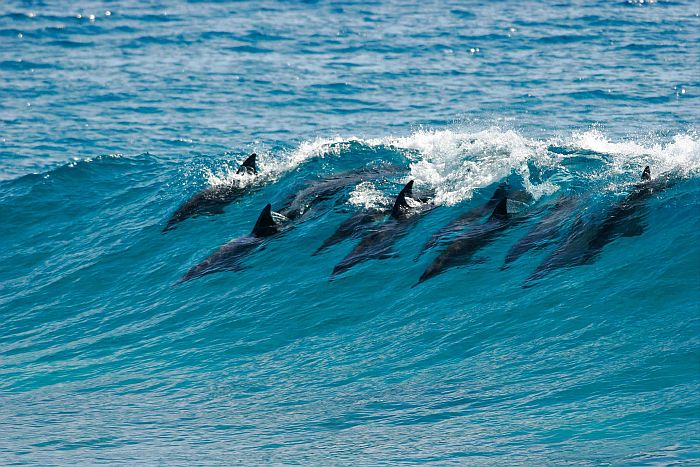 Dolphins swimming in the surf in Mozambique