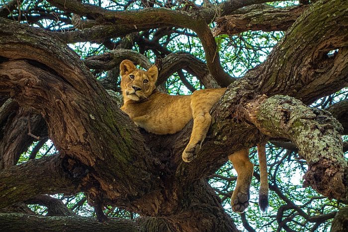 Tree-climbing lion in Lake Manyara National Park