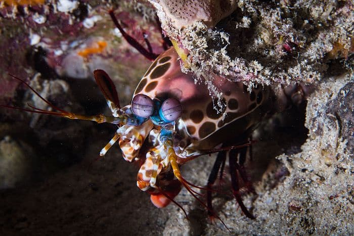 Mafia Island diving - Mantis Shrimp