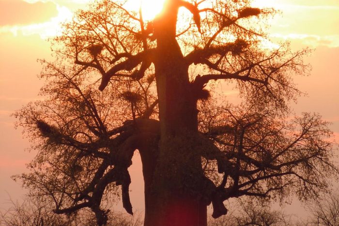 Cedarberg Travel | Planet Baobab