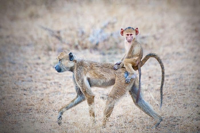 Yellow baboob baby hitching a ride in the Selous Game Reserve