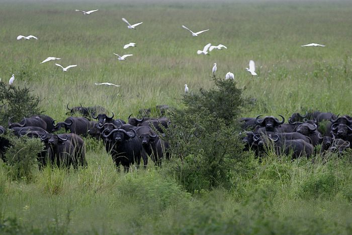 Buffalo in Katavi National Park